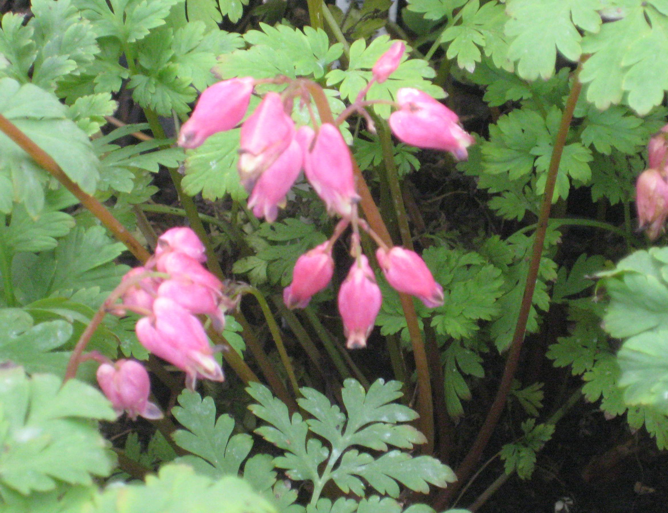 Luxuriant Bleeding Heart (DICENTRA X F. LUXURIANT)