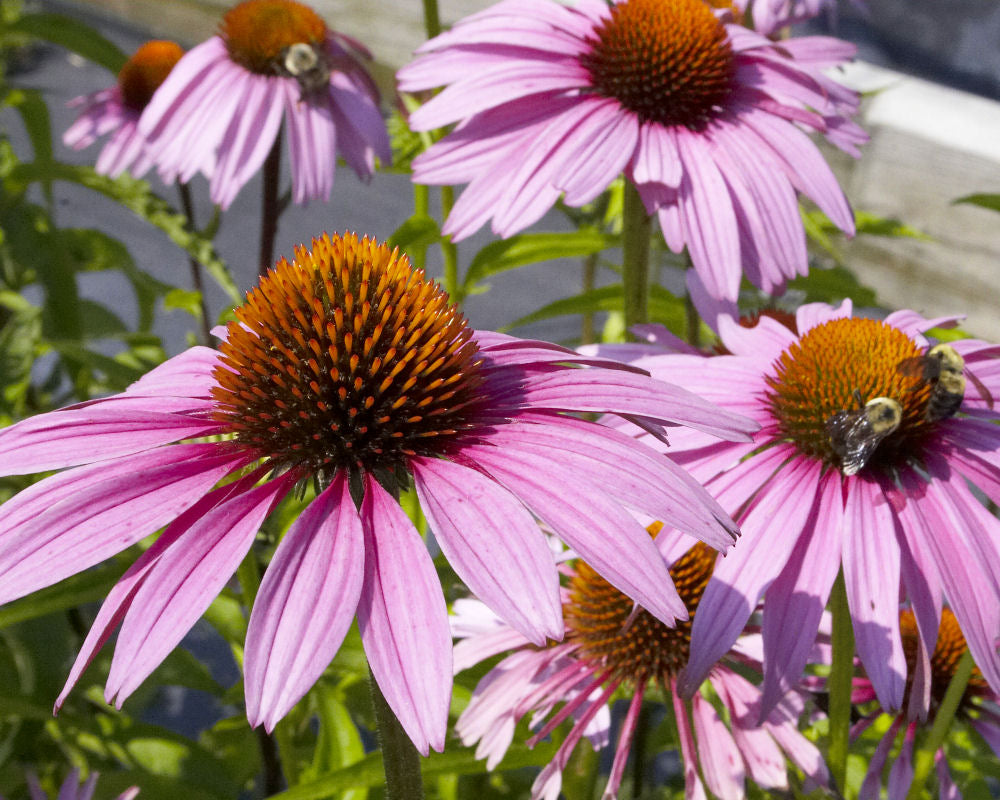 Purple Coneflower (ECHINACEA PURPUREA MAGNUS) - 3QT