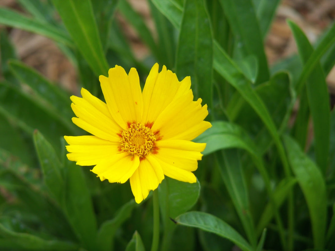 COREOPSIS G. &