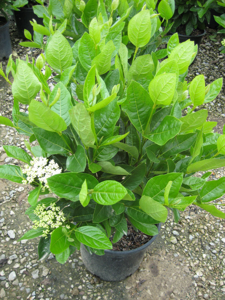 Winterthur Viburnum (VIBURNUM NUDUM WINTERTHUR)