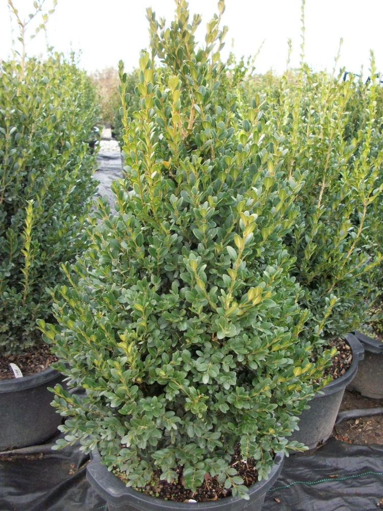 Green Mountain Boxwood (BUXUS M. GREEN MOUNTAIN) - 3 gallon 18"