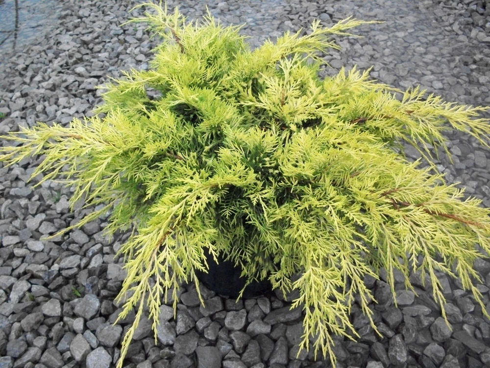Gold Lace™ Juniper (JUNIPER C. GOLD LACE) - 3 gallon 12 to 15"