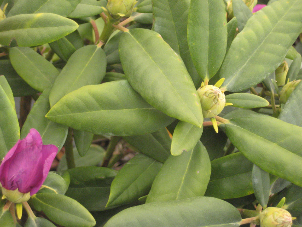 Boursault Rhododendron (RHODO. CAT. BOURSAULT) - 3 gallon 15"