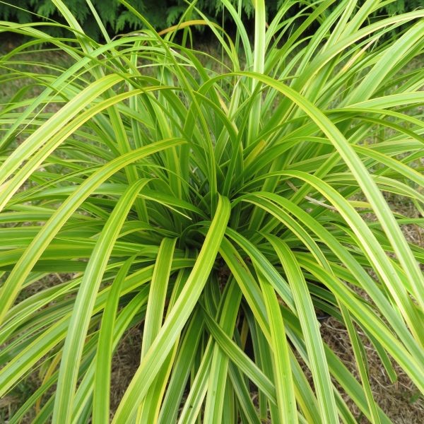 GRASS - CAREX &