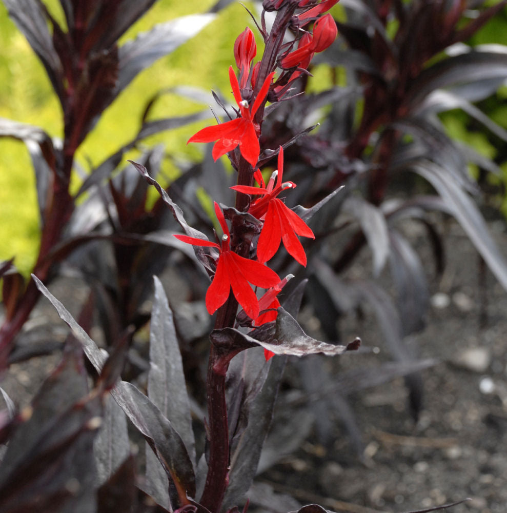 LOBELIA C. &