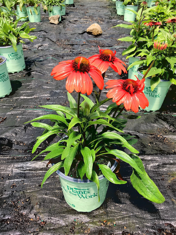 Kismet™ Intense Orange Coneflower (ECHINACEA KISMET INTENSE ORANGE) - 3QT
