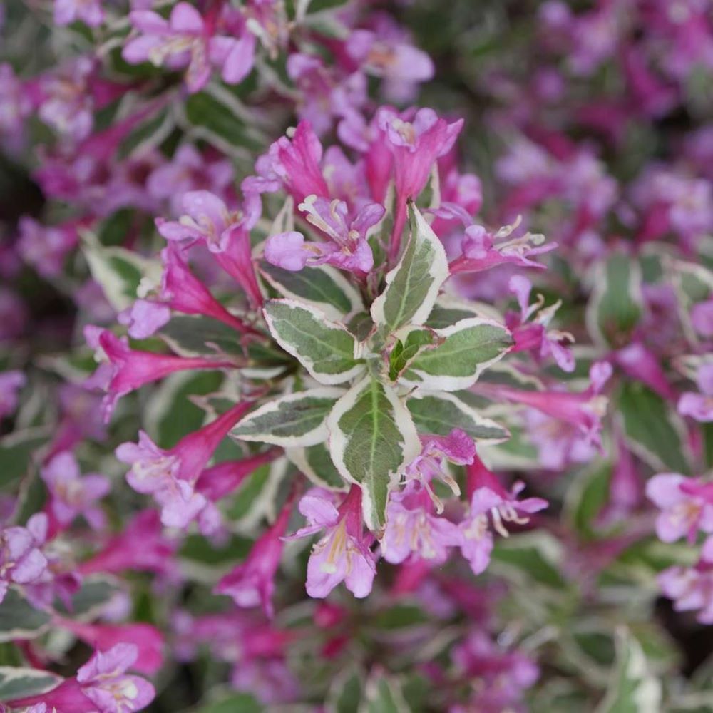 WEIGELA &
