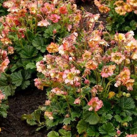GEUM &