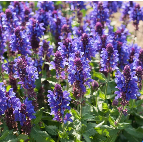 Blue Marvel Salvia (SALVIA NEMEROSA BLUE MARVEL)