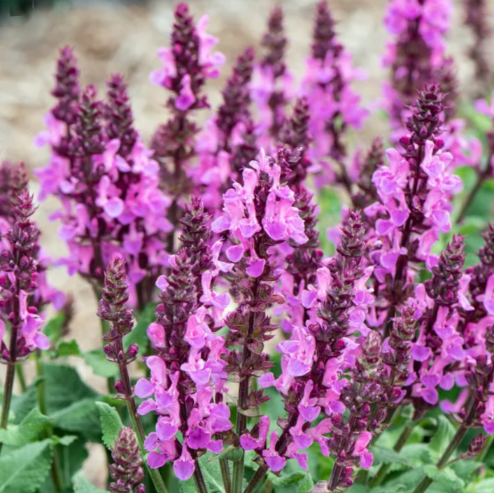 Rose Marvel Salvia (SALVIA NEMEROSA ROSE MARVEL)