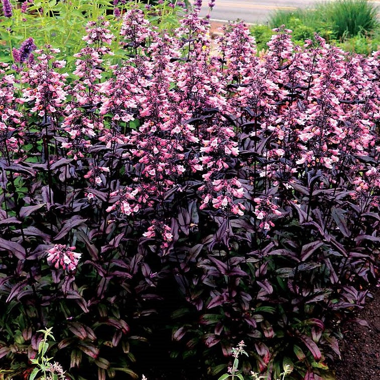 Dakota™ Burgundy Penstemon (PENSTEMON DAKOTA BURGUNDY) - 1 gallon