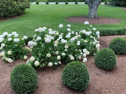 NewGen Independence® Boxwood (BUXUS NEWGEN INDEPENDENCE) - 3 gallon 12-15"