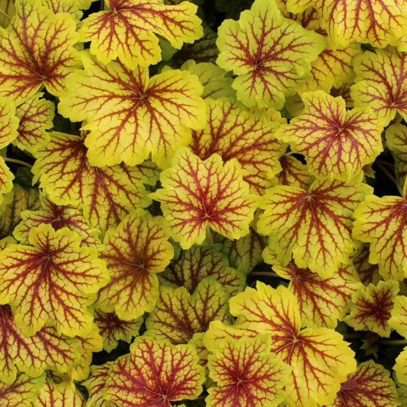 HEUCHERA &