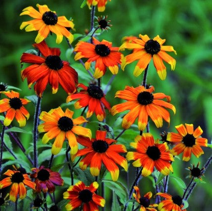 RUDBECKIA T. PRAIRIE GLOW  G1 AB