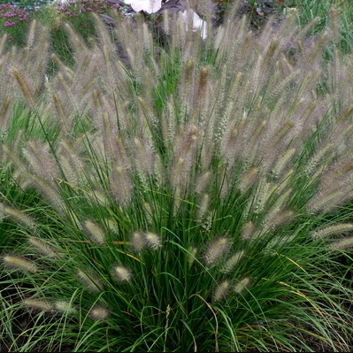 Grass Hush Puppy™ (GRASS - PE. AL. HUSH PUPPY™) - 2 gallon