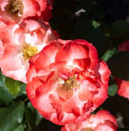 ROSE &
