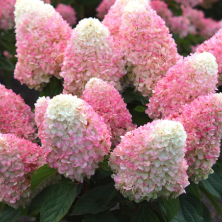 HYDRANGEA P LOVE-A-LOT PINK G3 WF