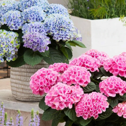HYDRANGEA M. &