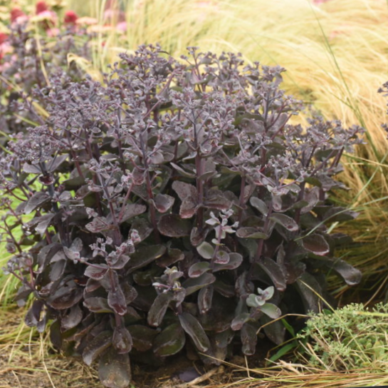 SEDUM &