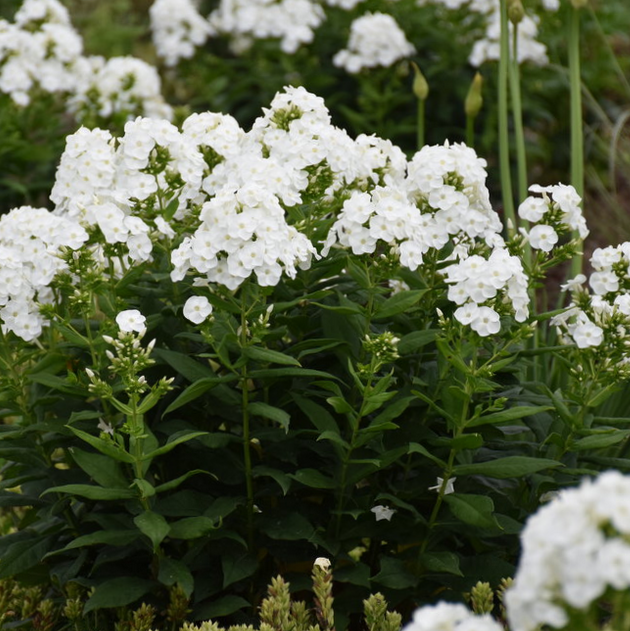 PHLOX P. &