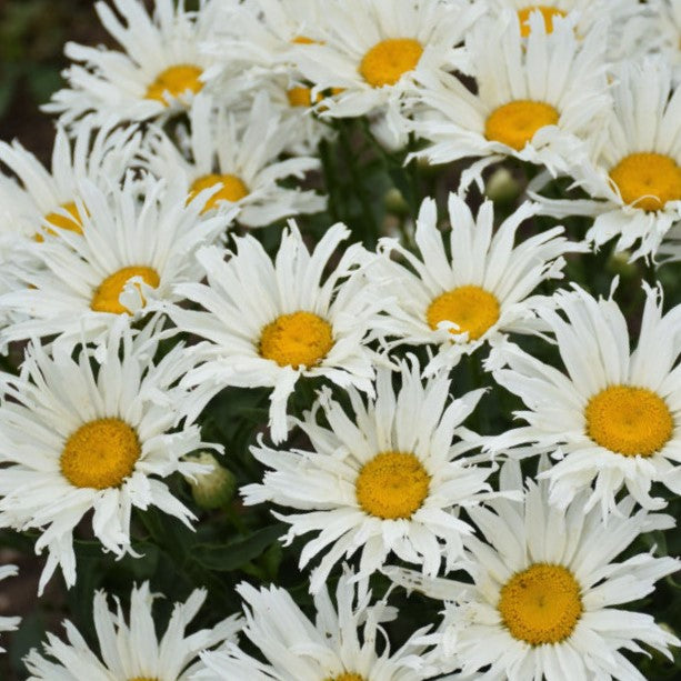 Amazing Daisies® &