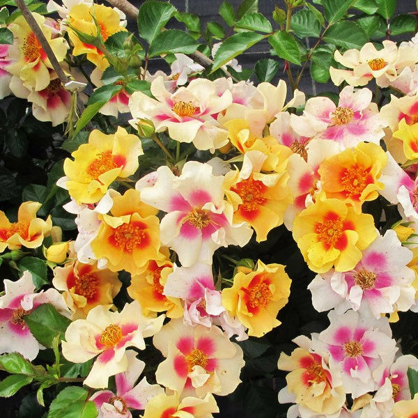 ROSE RINGO® G3 PW