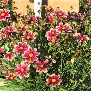 COREOPSIS X LIL BANG CANDY STRIPES 19CM PTW
