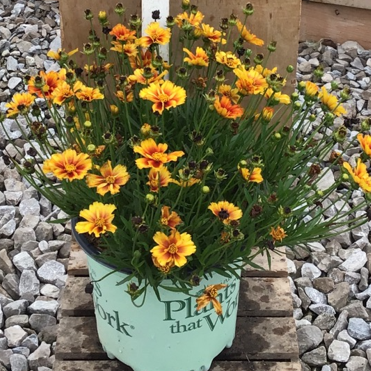 COREOPSIS X LIL BANG FIRE WHEEL 19CM PTW