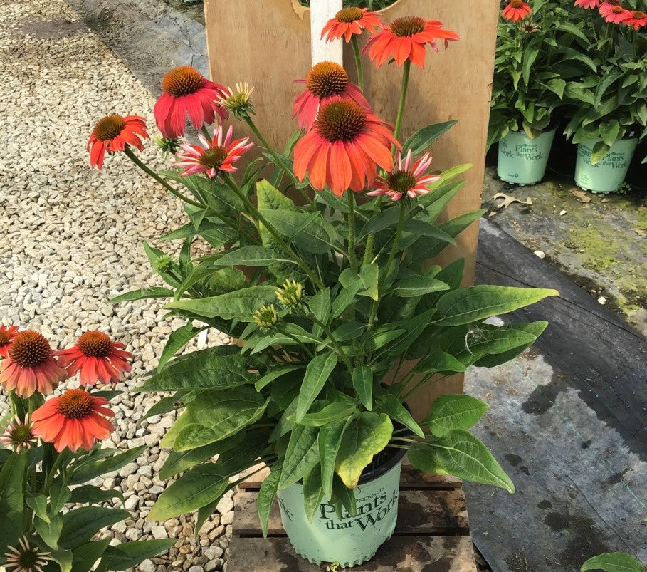 Artisan™ Red Ombre Coneflower (ECHINACEA ARTISAN RED OMBRE) - 3QT