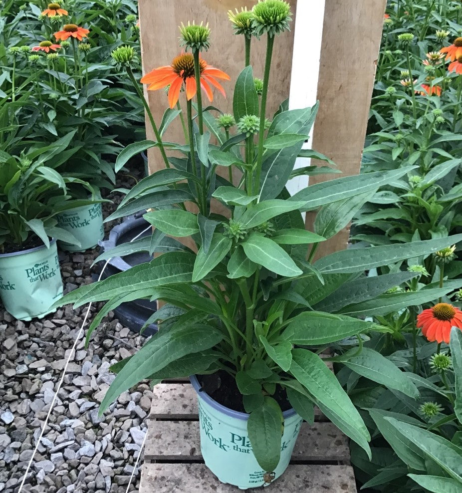 Artisan™ Soft Orange Coneflower (ECHINACEA ARTISAN SOFT ORANGE) - 3QT