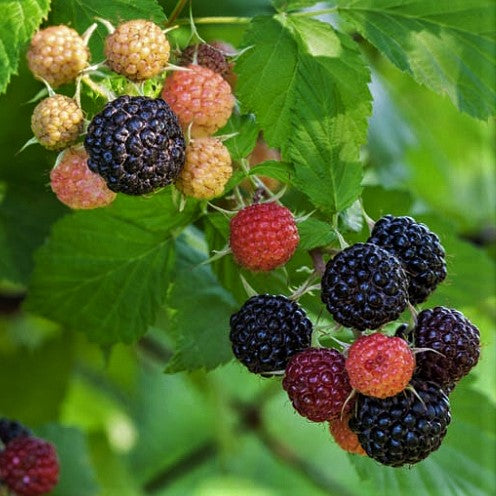 RUBUS &