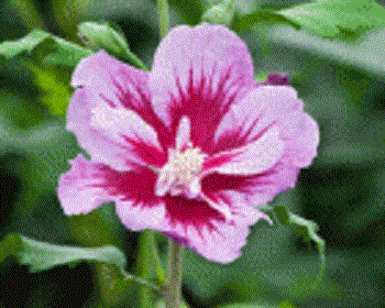 HIBISCUS S. &