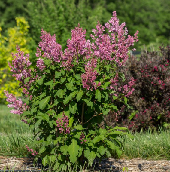 Little Lady™ Lilac (SYRINGA X LITTLE LADY) - 3 gallon