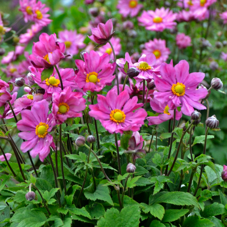 ANEMONE &