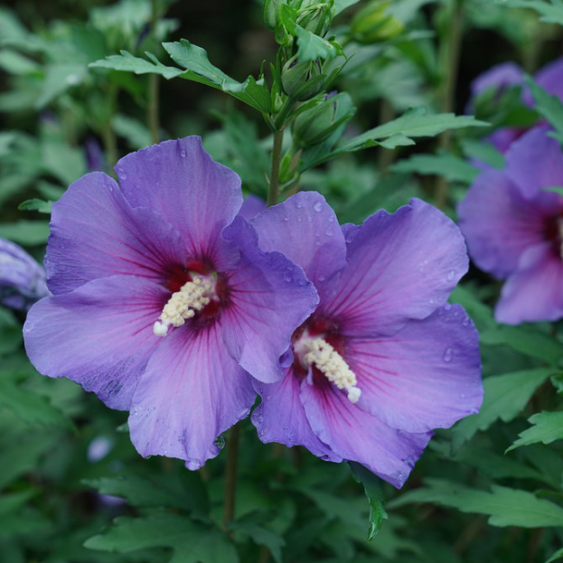 HIBISCUS PARAPLU VIOLET® G3 18" PW