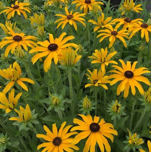 RUDBECKIA X &