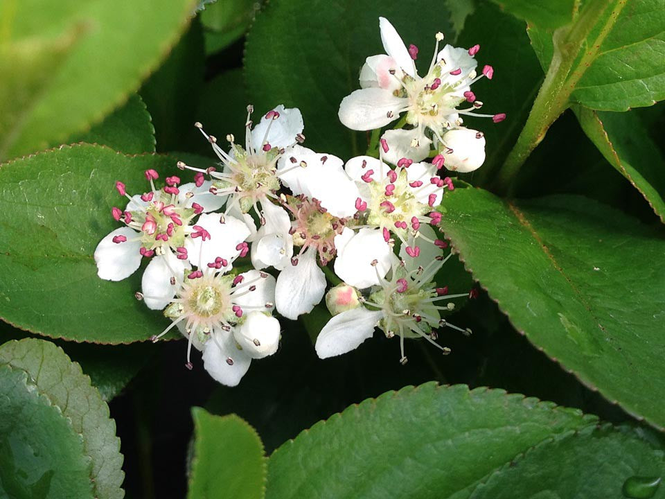 ARONIA &