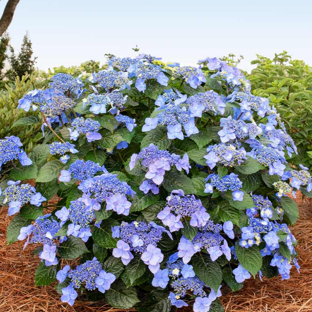 HYDRANGEA M. &