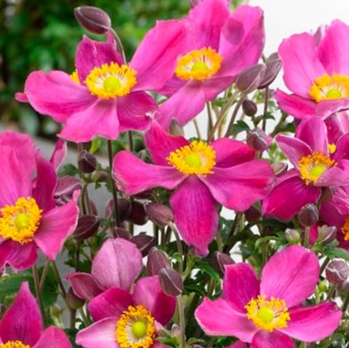 Red Riding Hood Windflower (ANEMONE FANTASY RED RIDING HOOD) - 1 gallon