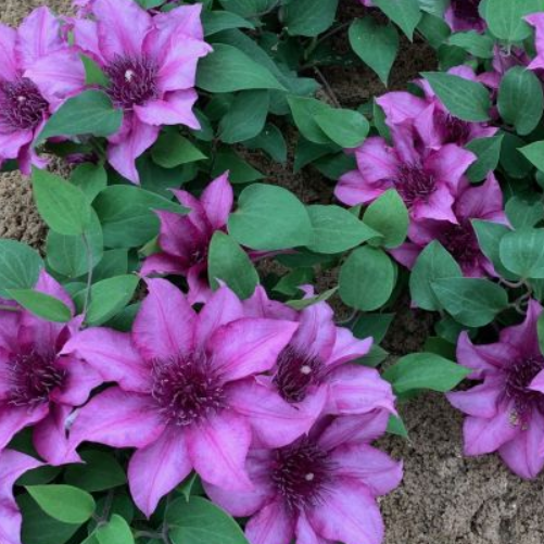 Elodi™ Clematis (CLEMATIS ELODI TRAILING) - DECO POT