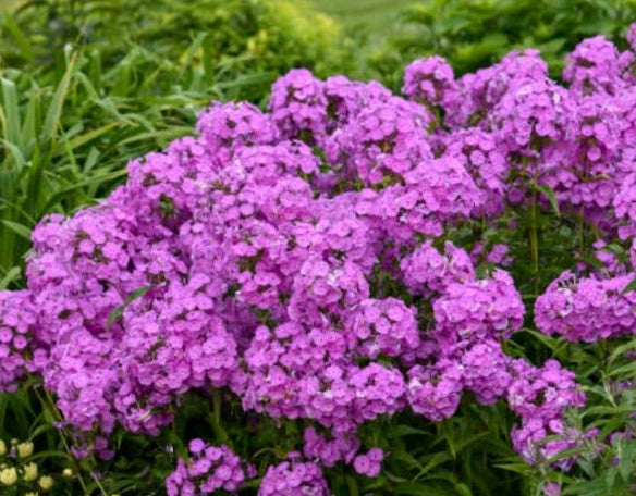 Fashionably Early Flamingo Phlox (PHLOX PAN. EARLY FLAMINGO) - 1 gallon
