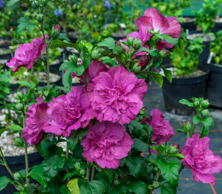 Magenta Chiffon® Rose of Sharon (HIBISCUS S. MAGENTA CHIFFON)