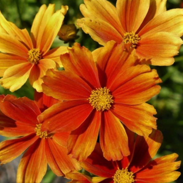 COREOPSIS X LIL BANG DARLING CLEMANTINE 19CM PTW