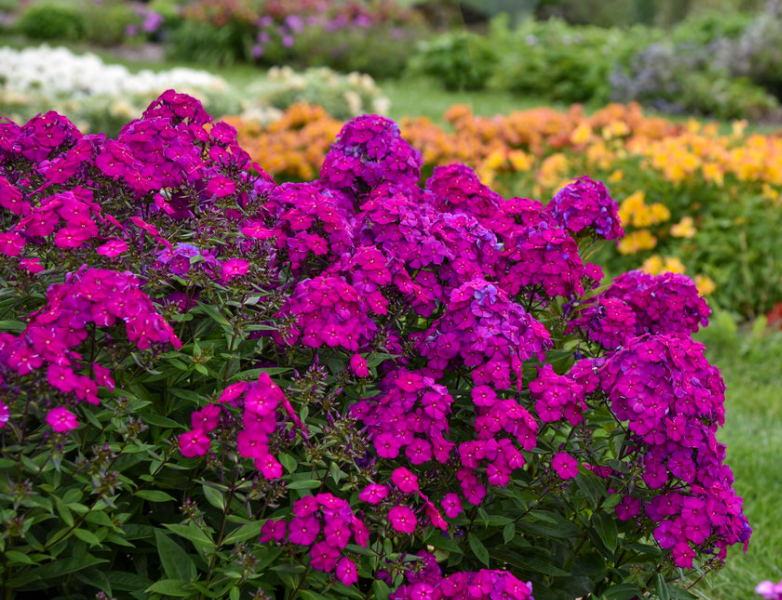 PHLOX PAN. &