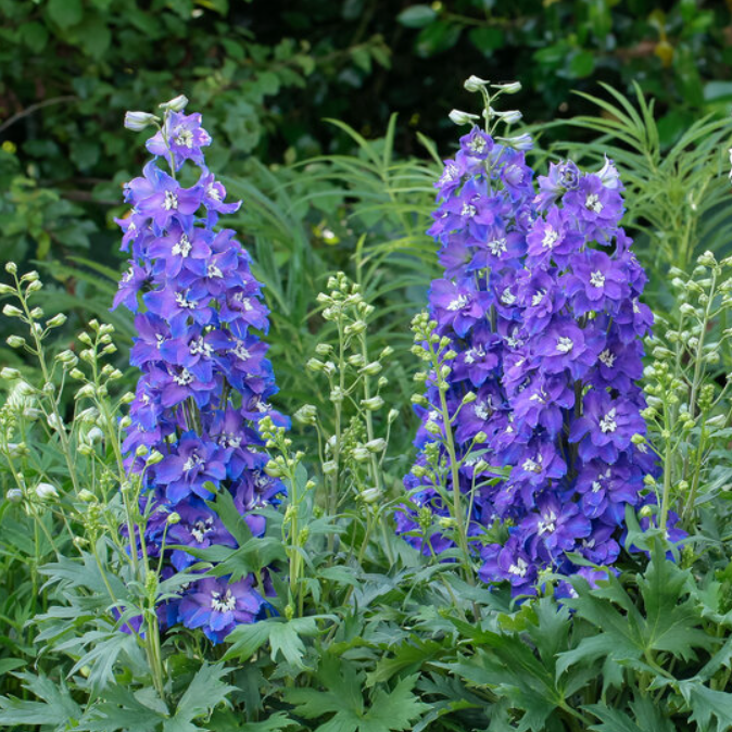 Glitzy larkspur (DELPHINIUM DEL GLITZY) - 1 gallon