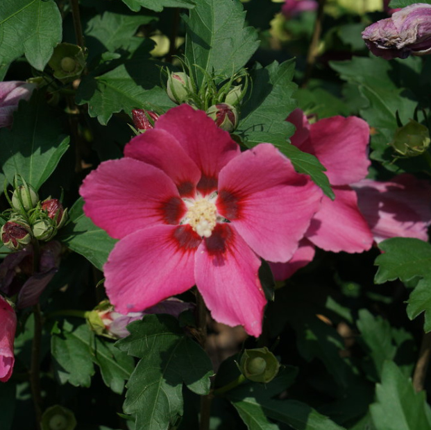 HIBISCUS PARAPLU ROUGE™ G3 18" PW