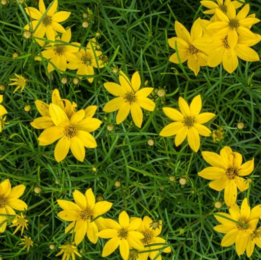 Thread-leaf Tickseed (COREOPSIS VERTICILLATA)