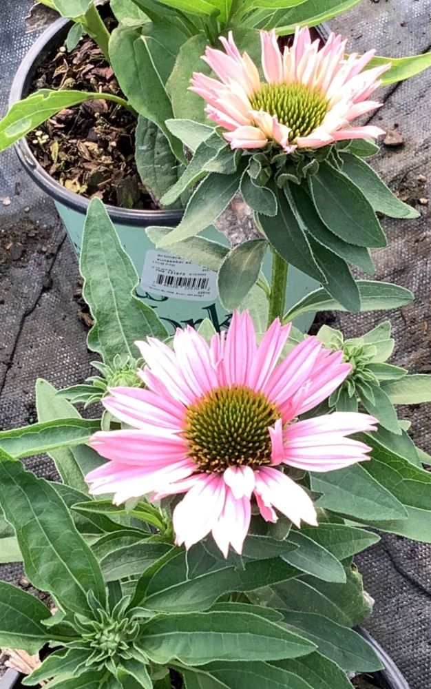 Sunseekers Salmon Coneflower (ECHINACEA SUNSEEKERS SALMON) - 3QT