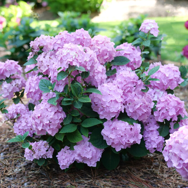 HYDRANGEA M. LETS DANCE SKY VIEW® G3 PW