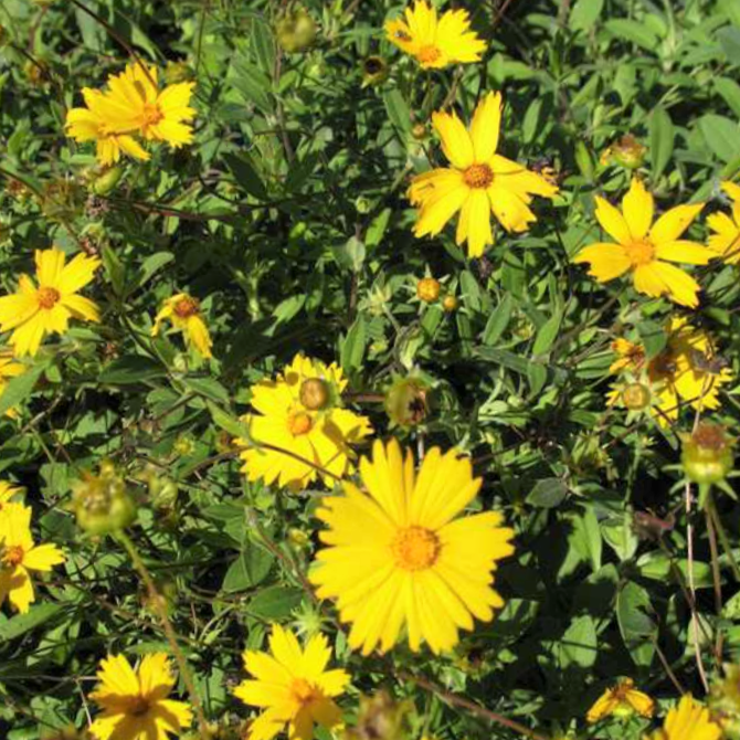 COREOPSIS SUNSHINE SUPERMAN G1 AB